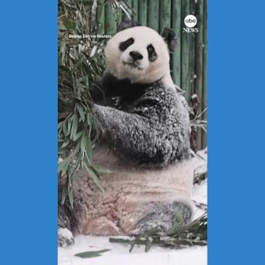 VIDEO: Giant panda plays in snow at Beijing Zoo