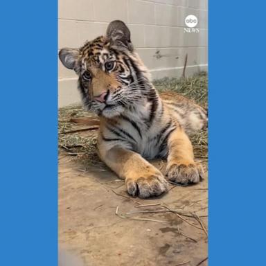 VIDEO: Rescued tiger cub intrigued by tiger documentary