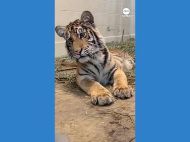 WATCH:  Rescued tiger cub intrigued by tiger documentary