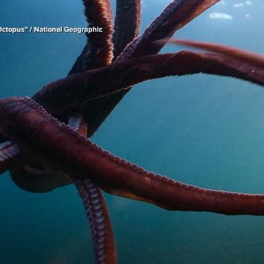 VIDEO: New NatGeo docuseries explores the ‘Secrets of the Octopus’ 