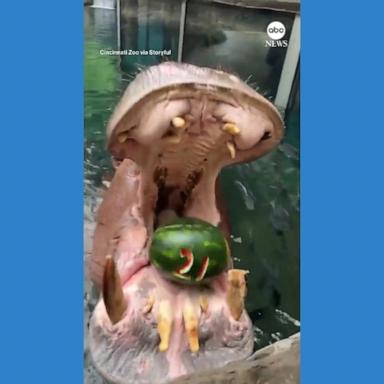 VIDEO: Hippo celebrates 21st birthday at Cincinnati Zoo