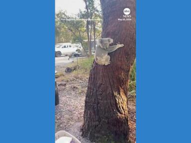 WATCH:  Rehabilitated koala released back into wild