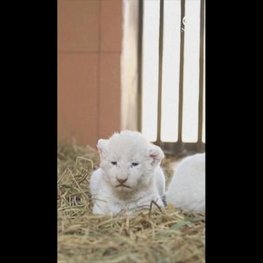 VIDEO: Zoo shows off white lion cubs