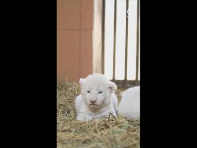 WATCH:  Zoo shows off white lion cubs