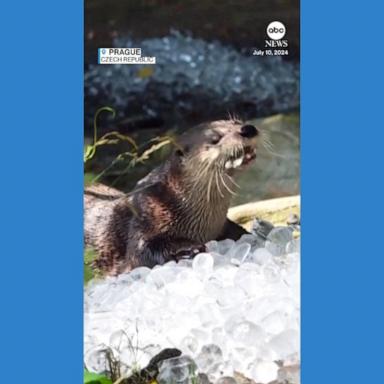 VIDEO: Animals at Prague Zoo beat the heat with ice