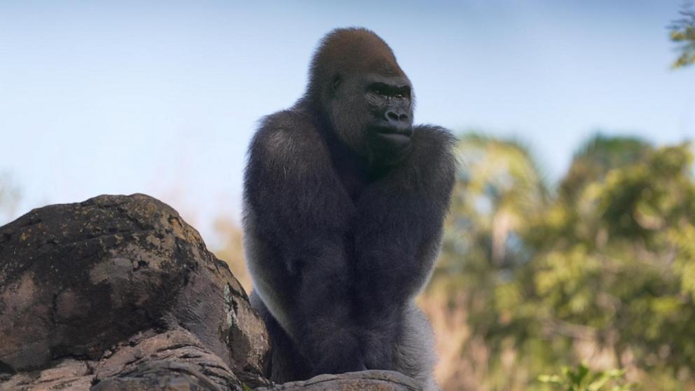Bakari named silverback leader at Disney's Animal Kingdom