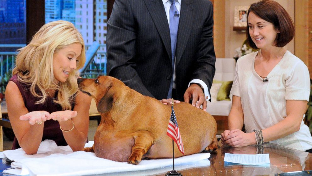 PHOTO: Here's what 77-pound Obie the Dachsund looked like on "LIVE! with Kelly and Michael," Sept. 14, 2012.