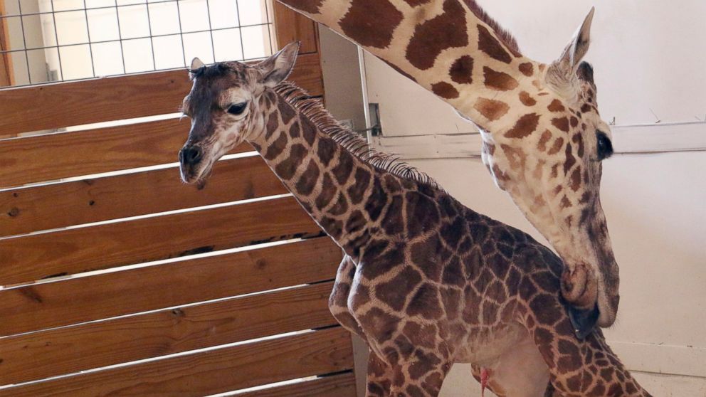 VIDEO: Name of April the Giraffe's baby revealed on 'GMA'