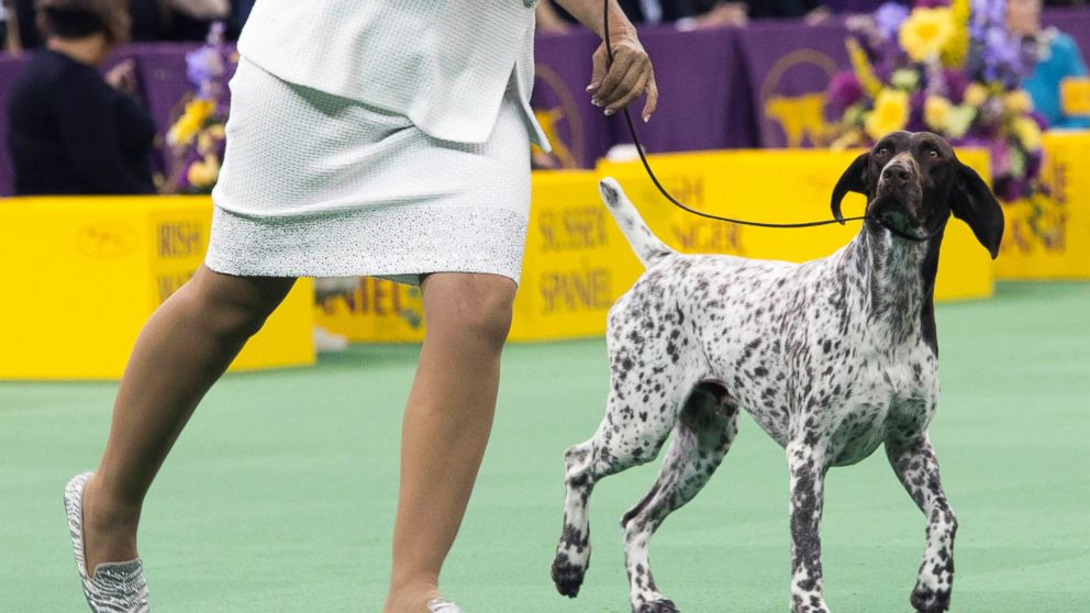 2024 Westminster Best In Show Betti Chelsea
