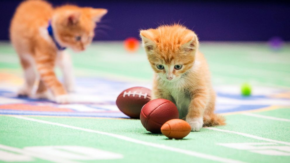 Hallmark's Kitten Bowl Returns For a Second Year ABC News