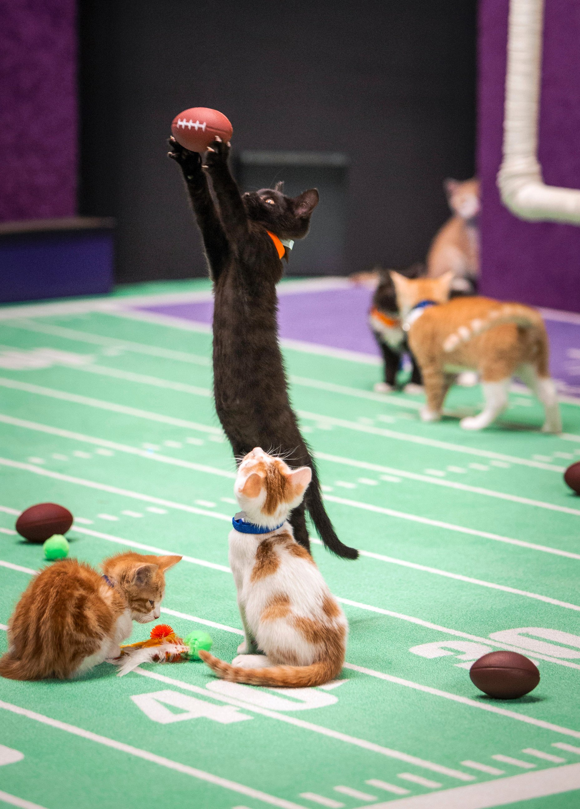 PHOTO:Kittens playing football in a scene from the Hallmark Channel's "Kitten Bowl II," airing on Sunday, Feb. 1, 2015, 12 p.m. ET/PT, 11 CT. 