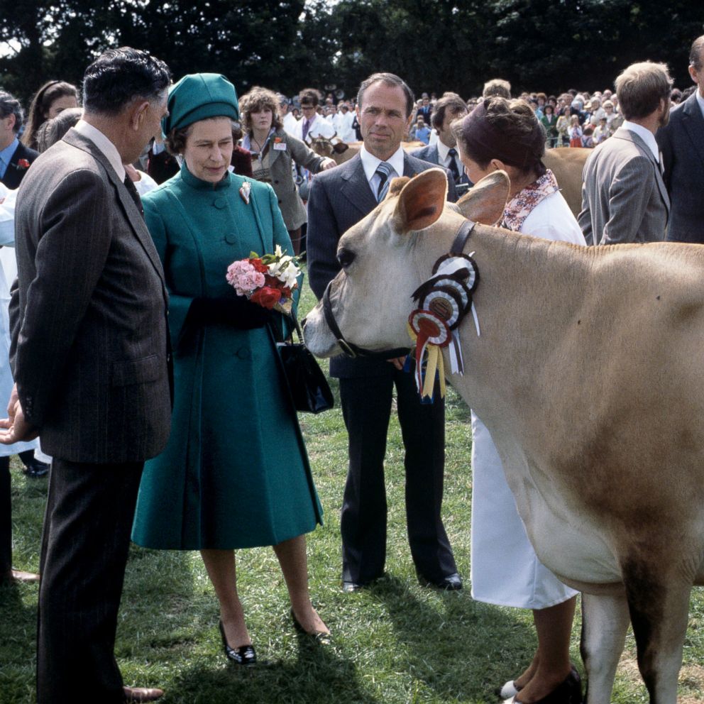PHOTO:Queen Elizabeth II with a Jersey cow she was presented with at the Country Show at Le Petit Catelet, Saint John, Jersey, June 27, 1978. 
