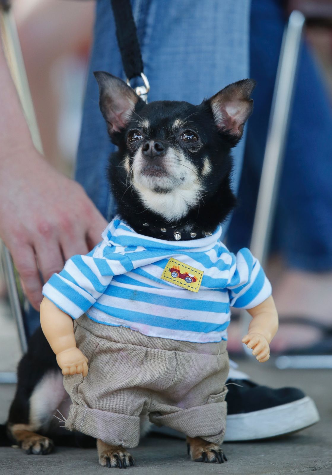 wind up chihuahua