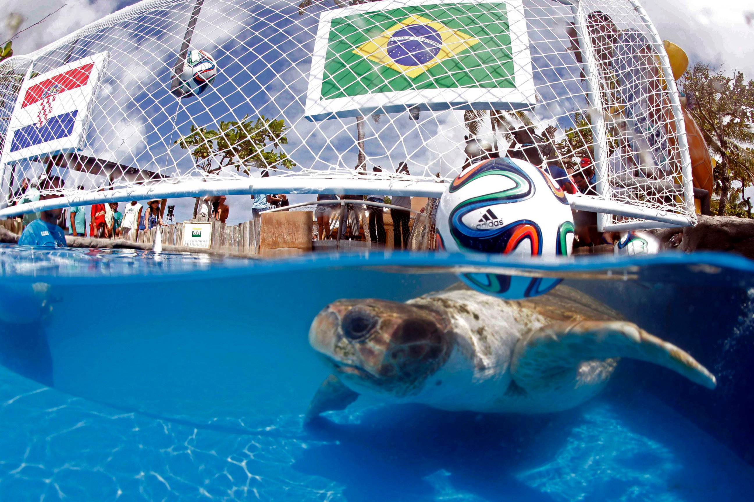 PHOTO: A turtle named "Cabecao," or Big Head, swims in a pool in Praia do Forte, Brazil, June 10, 2014. 