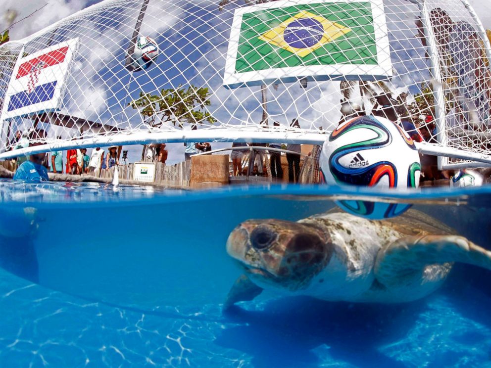 PHOTO: A turtle named Cabecao, or Big Head, swims in a pool in Praia do Forte, Brazil, June 10, 2014.