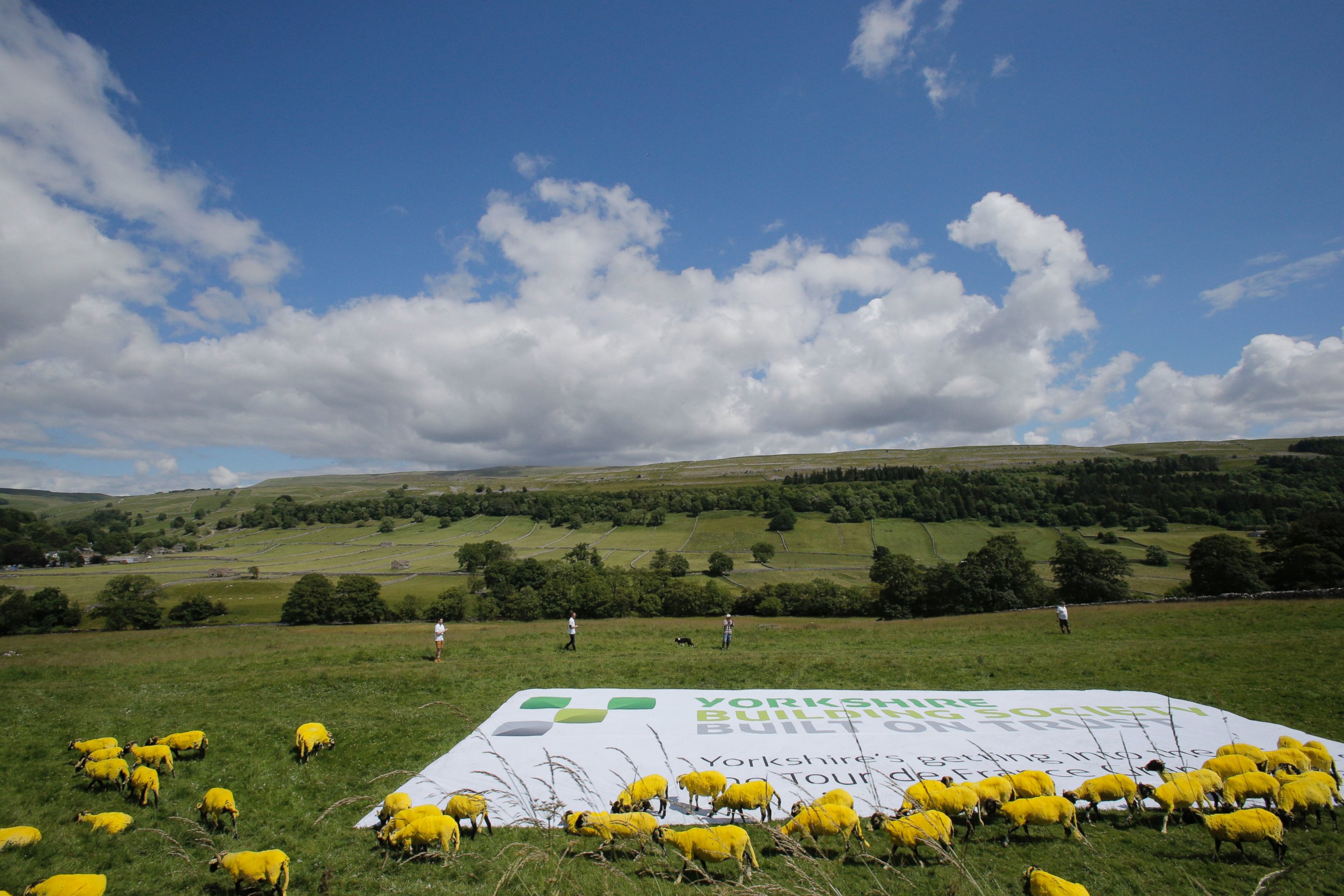 PHOTO: Sheep that have painted yellow walk in a meadow during the first stage of the Tour de France cycling race over 190.5 kilometers (118.4 miles) with start in Leeds and finish in Harrogate, England, Saturday, July 5, 2014.