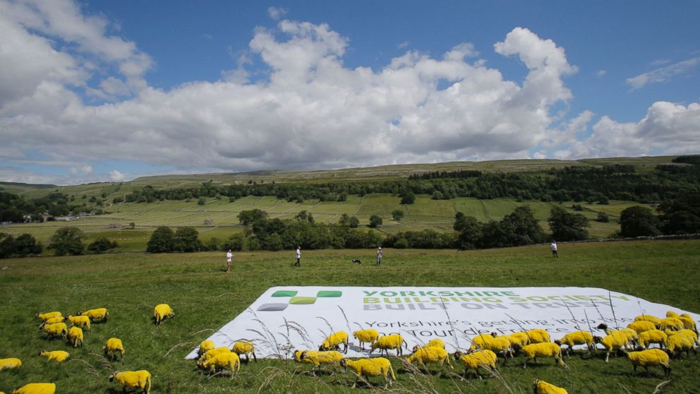 PHOTO: Sheep that have painted yellow walk in a meadow during the first stage of the Tour de France cycling race over 190.5 kilometers (118.4 miles) with start in Leeds and finish in Harrogate, England, Saturday, July 5, 2014.