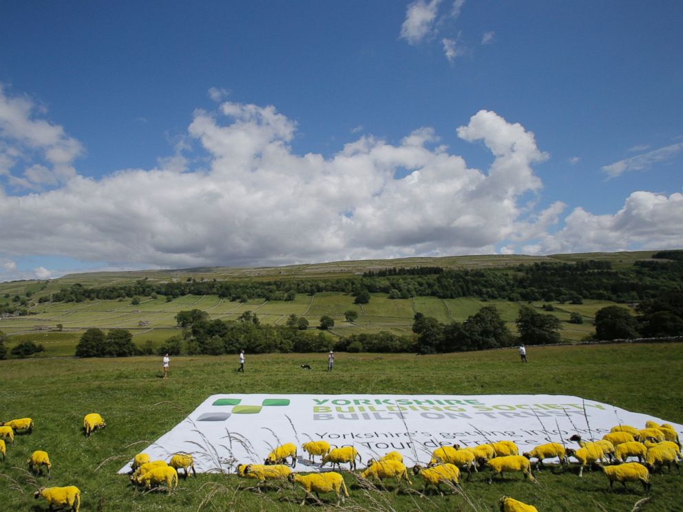 PHOTO: Sheep that have painted yellow walk in a meadow during the first stage of the Tour de France cycling race over 190.5 kilometers (118.4 miles) with start in Leeds and finish in Harrogate, England, Saturday, July 5, 2014.