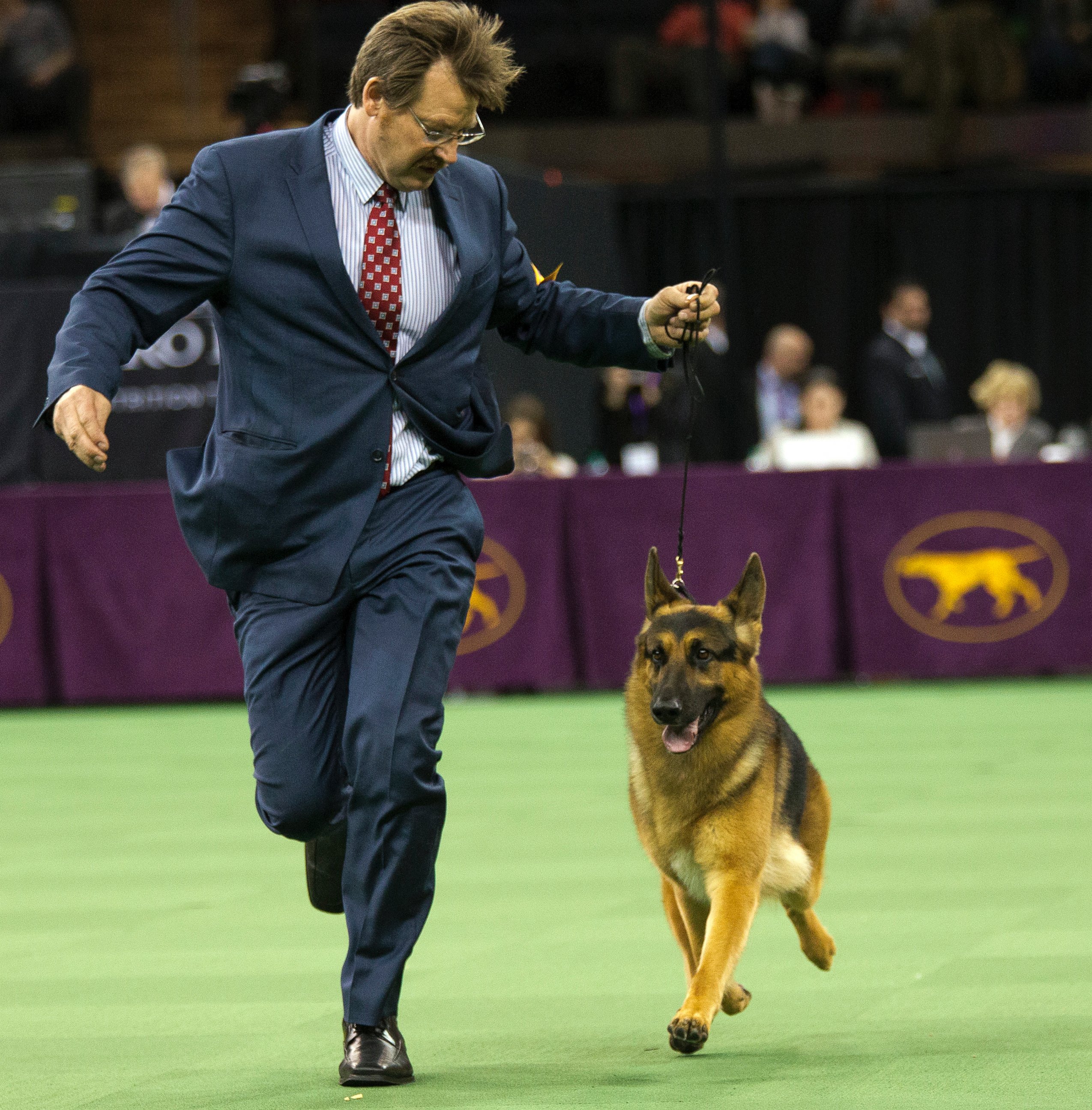 Rumor, Winner of Best in Herding Group Picture The 140th Annual