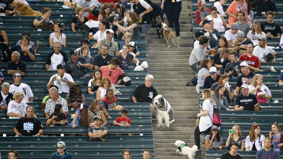 Dog Day is Back. - Inside the White Sox