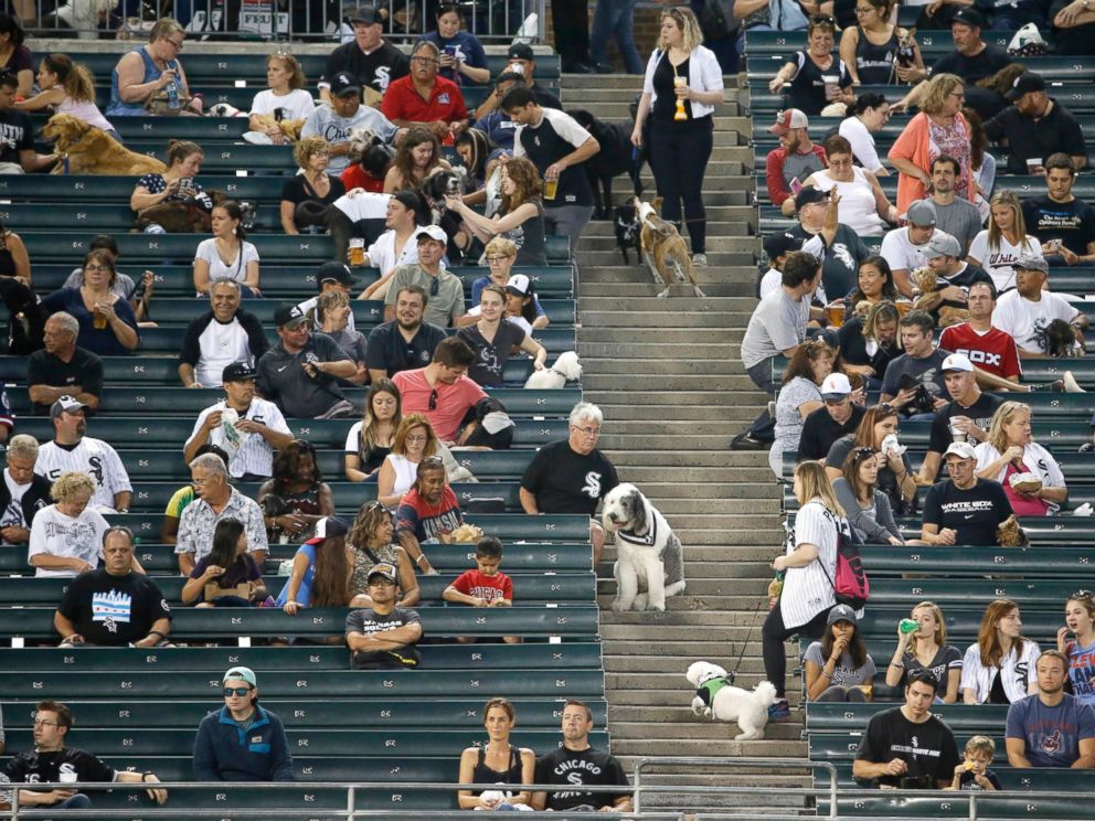PHOTO: Baseball fans who brought their dogs for the Chicago White Sox's annual Bark At The Park are seen at  a baseball game between the White Sox and the Cleveland Indians, Sept. 13, 2016, in Chicago.