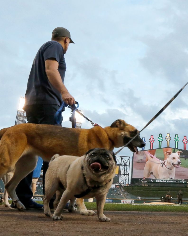 chicago white sox dog jersey