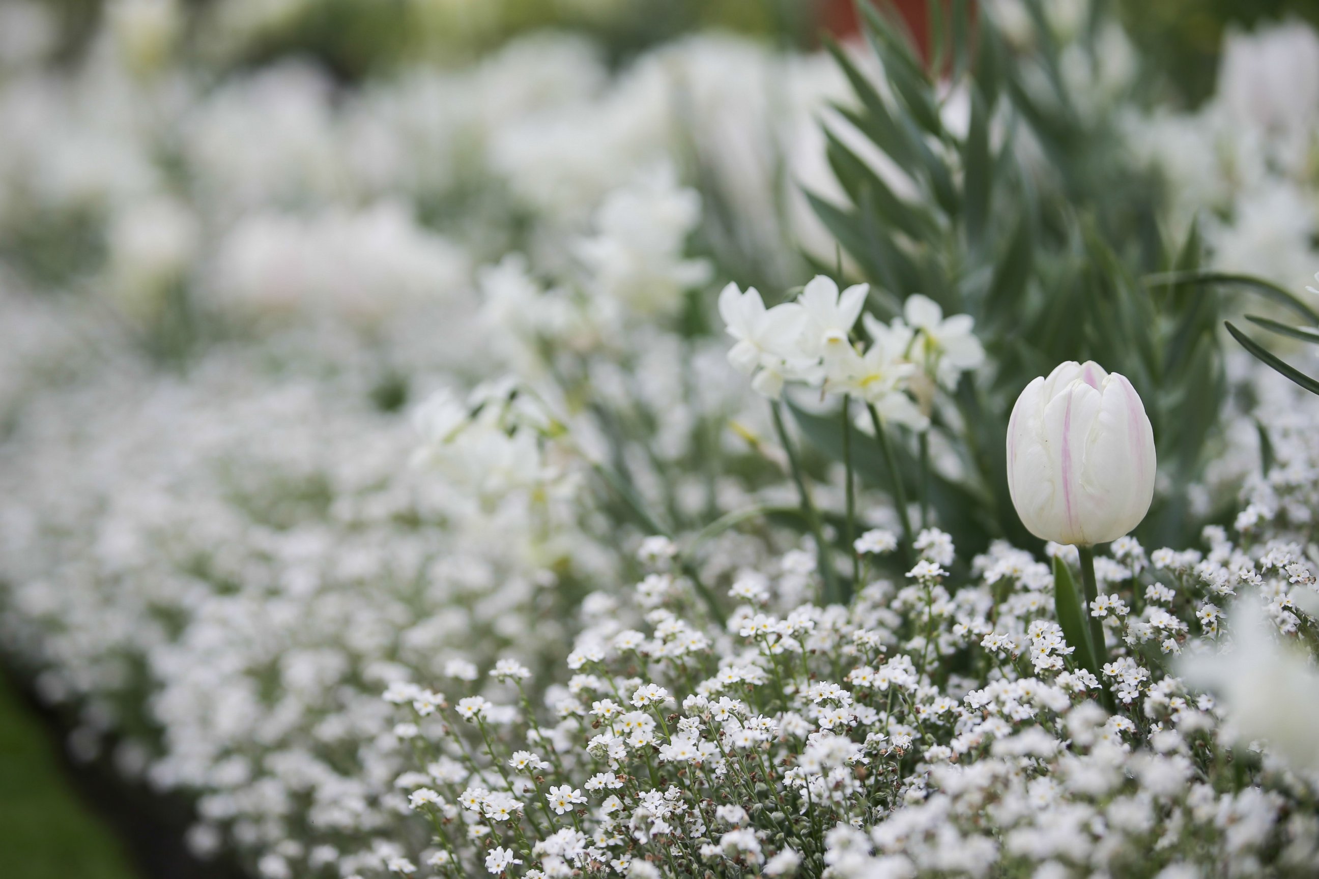 PHOTO: A Lady Diana Tulip is seen at the White Garden, created to celebrate the life of Diana, Princess of Wales, at Kensington Palace in north London, on April 13, 2017. 
