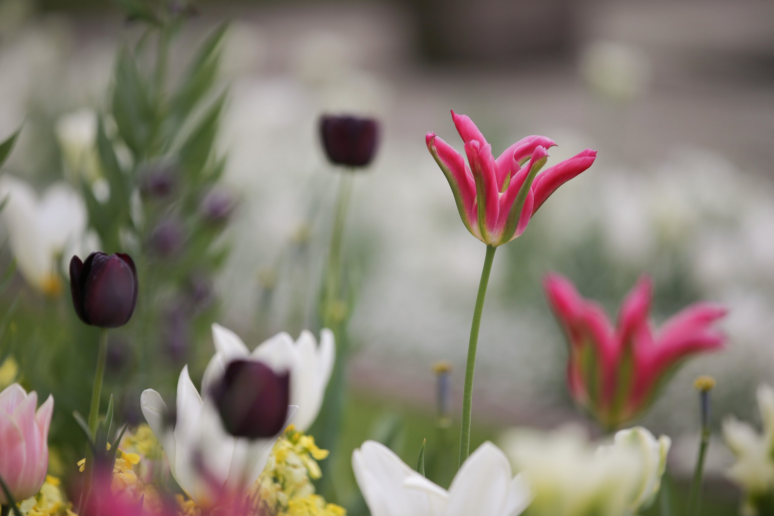 PHOTO: A Tulip Florosa is seen in the White Garden, created to celebrate the life of Diana, Princess of Wales, at Kensington Palace in north London, on April 13, 2017. 