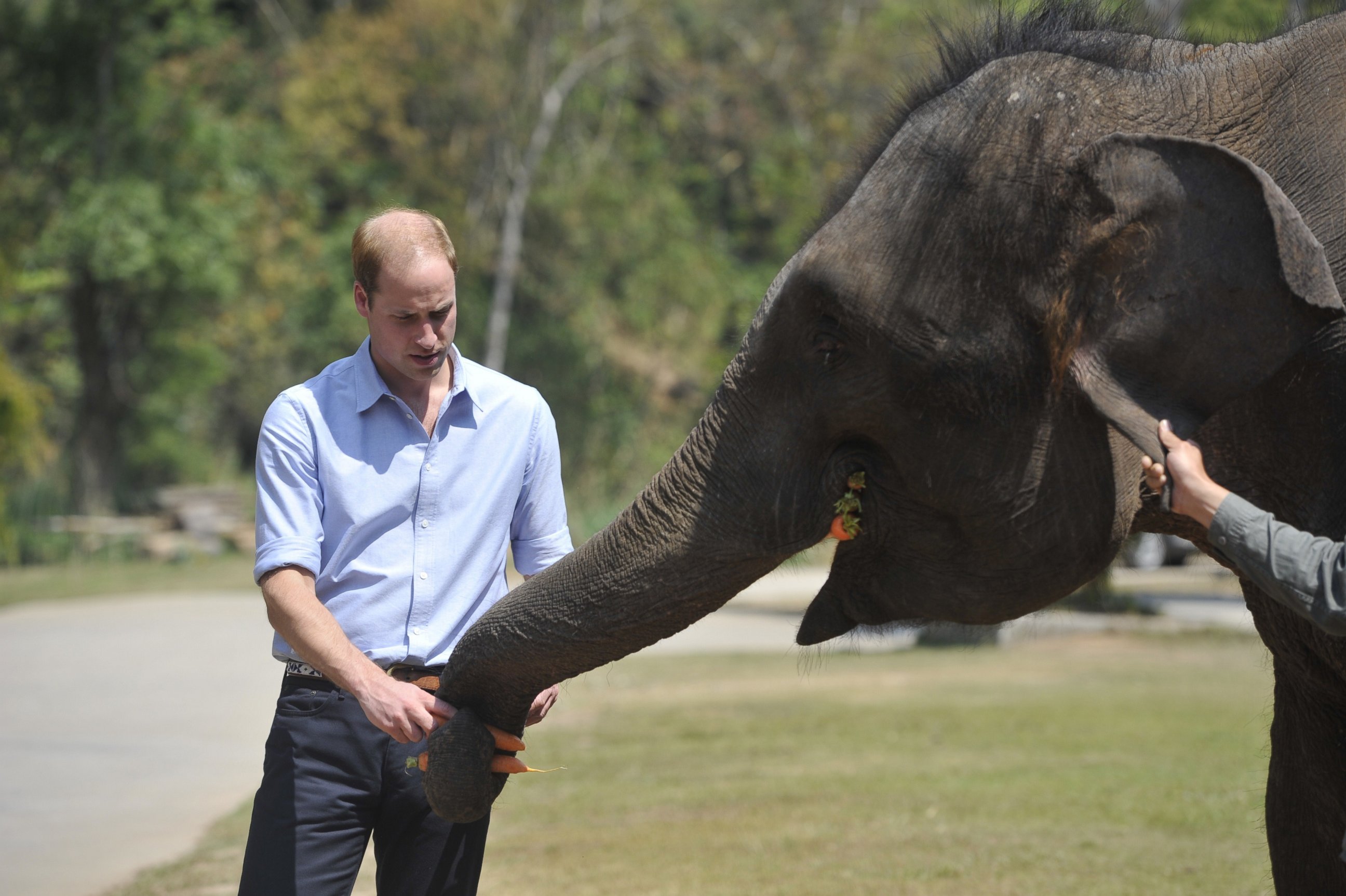 PHOTO: Britain's Prince William feeds a baby elephant in the wild elephant valley in Xishuangbanna, China, March 4, 2015