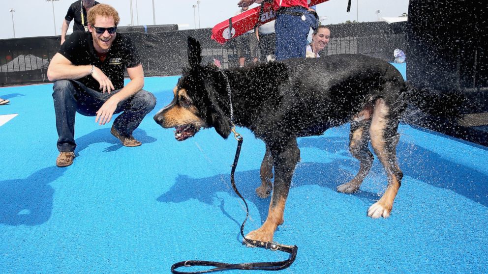 Prince Harry helps a service dog out from the pool as they take part in a race in the pool with their Invictus competitor handlers on the final day of the Invictus Games Orlando 2016 at ESPN Wide World of Sports, May 12, 2016, in Orlando, Fla.