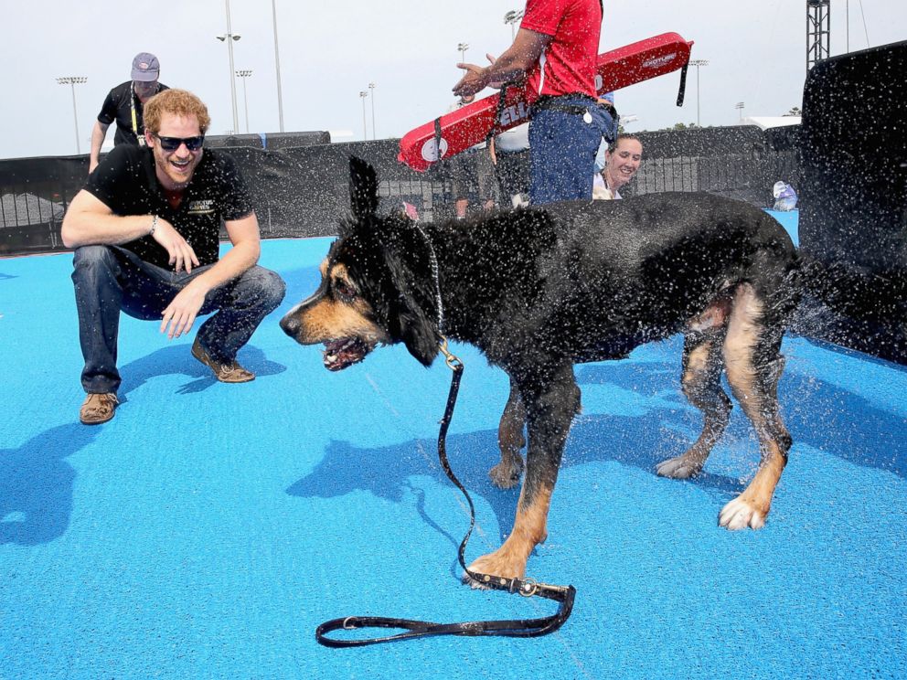 PHOTO:Prince Harry helps a service dog out from the pool as they take part in a race in the pool with their Invictus competitor handlers on the final day of the Invictus Games Orlando 2016 at ESPN Wide World of Sports, May 12, 2016, in Orlando, Fla.