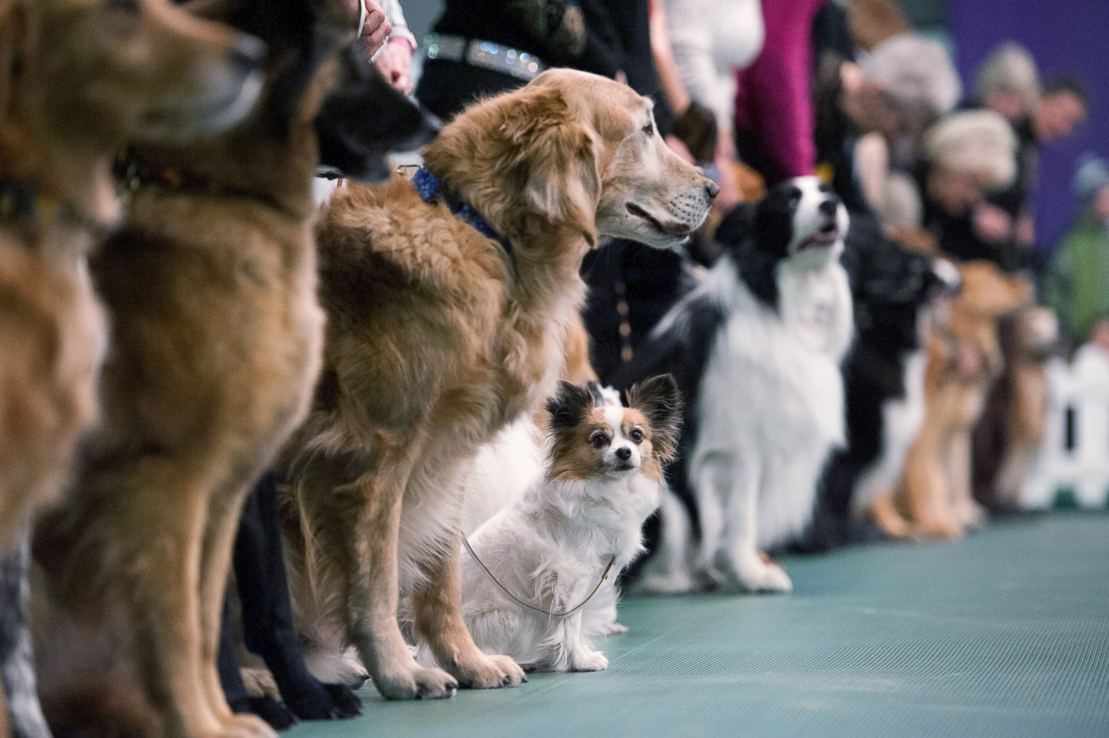The 140th Annual Westminster Kennel Club Dog Show Photos Image 181