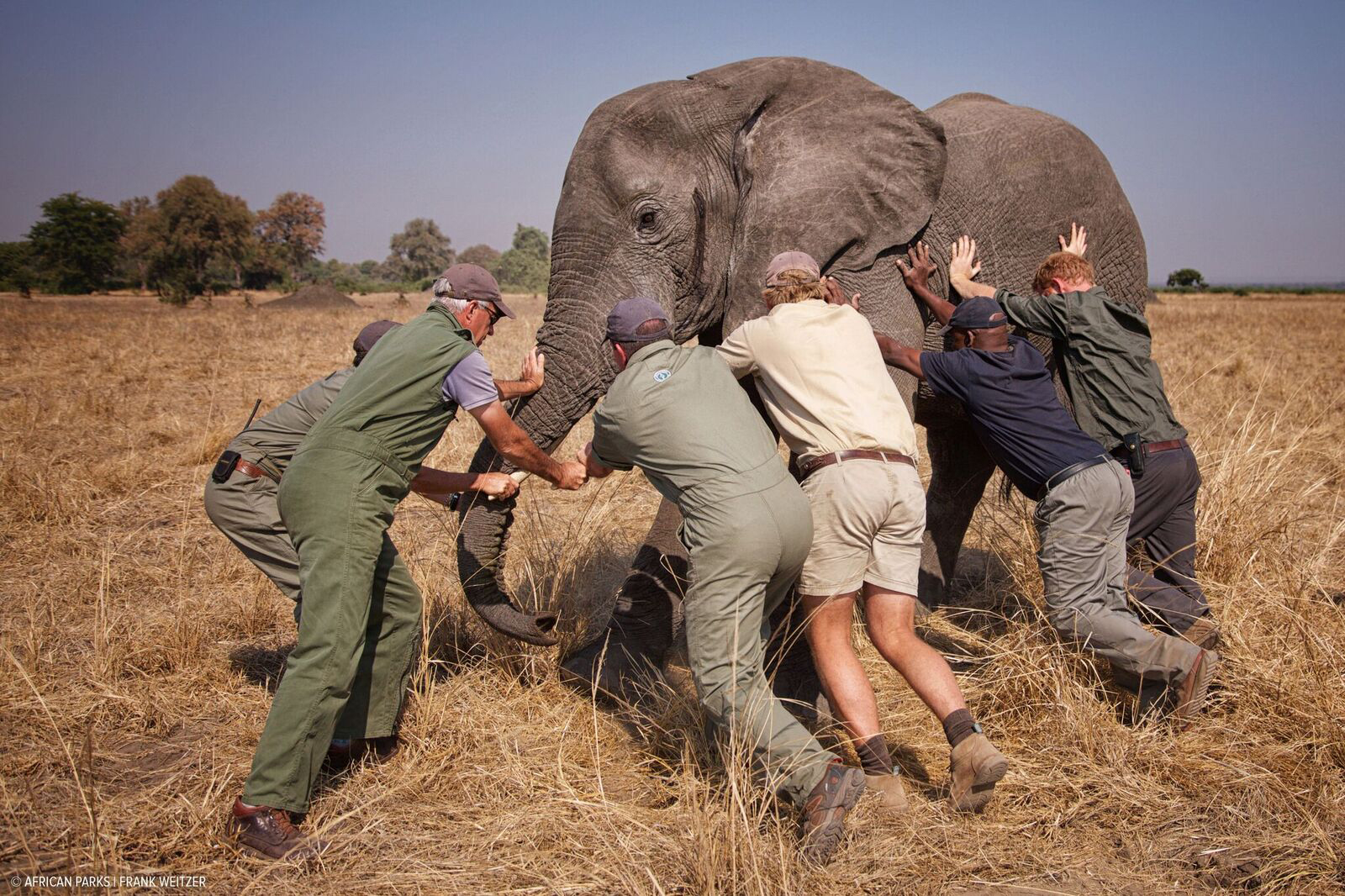 PHOTO: Prince Harry, 32, spent nearly three weeks in Malawi with African Parks, a conservation NGO, helping to implement the first phase of "500 Elephants."