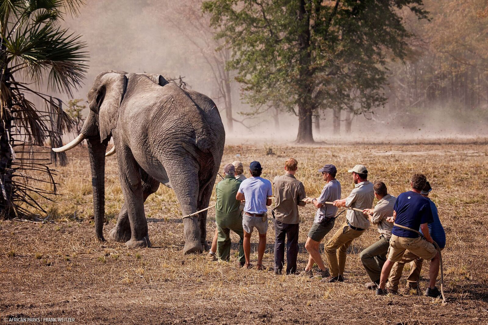 PHOTO: Prince Harry, 32, spent nearly three weeks in Malawi with African Parks, a conservation NGO, helping to implement the first phase of "500 Elephants."