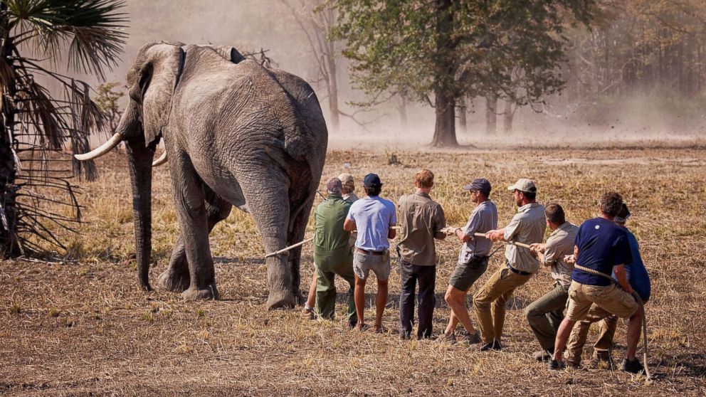 PHOTO: Prince Harry, 32, spent nearly three weeks in Malawi with African Parks, a conservation NGO, helping to implement the first phase of "500 Elephants."