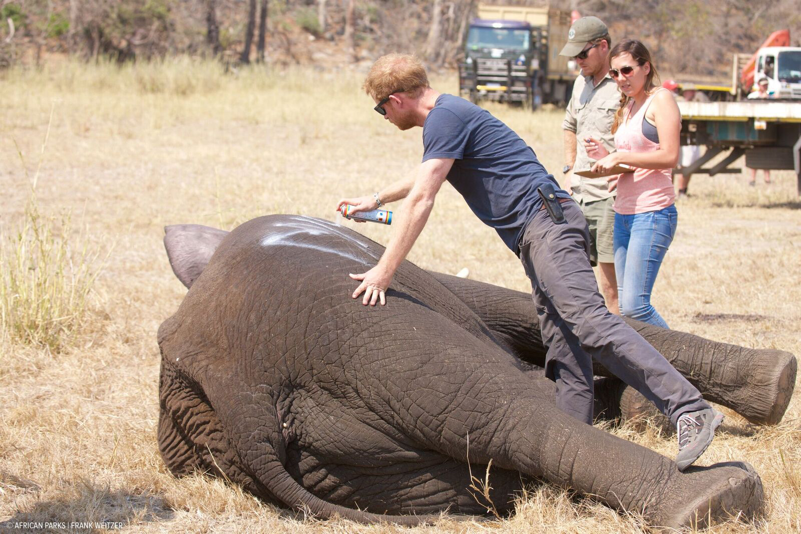 PHOTO: Prince Harry, 32, spent nearly three weeks in Malawi with African Parks, a conservation NGO, helping to implement the first phase of "500 Elephants."