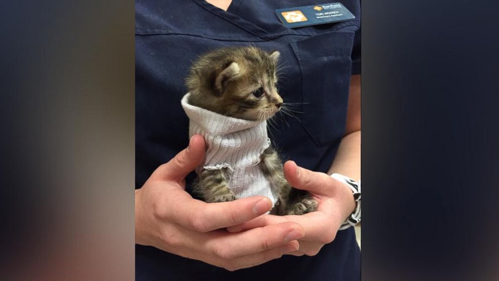 A kitten survived the devastating Hurricane Matthew and was given a cozy sweater and a new home. 