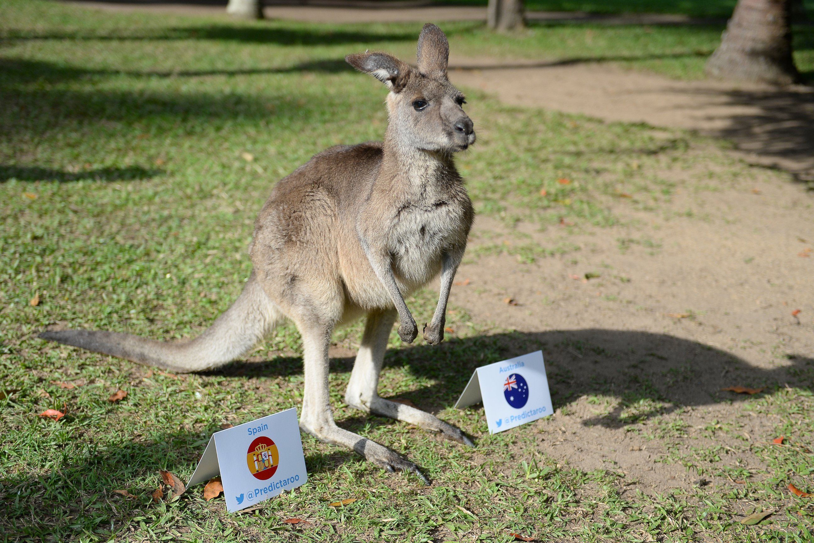 PHOTO: Flopsy the kangaroo from Australia Zoo is making predictions for the 2014 World Cup.