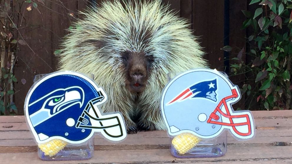 Teddy Bear the Porcupine has made his pick for the winner of this year's Super Bowl.