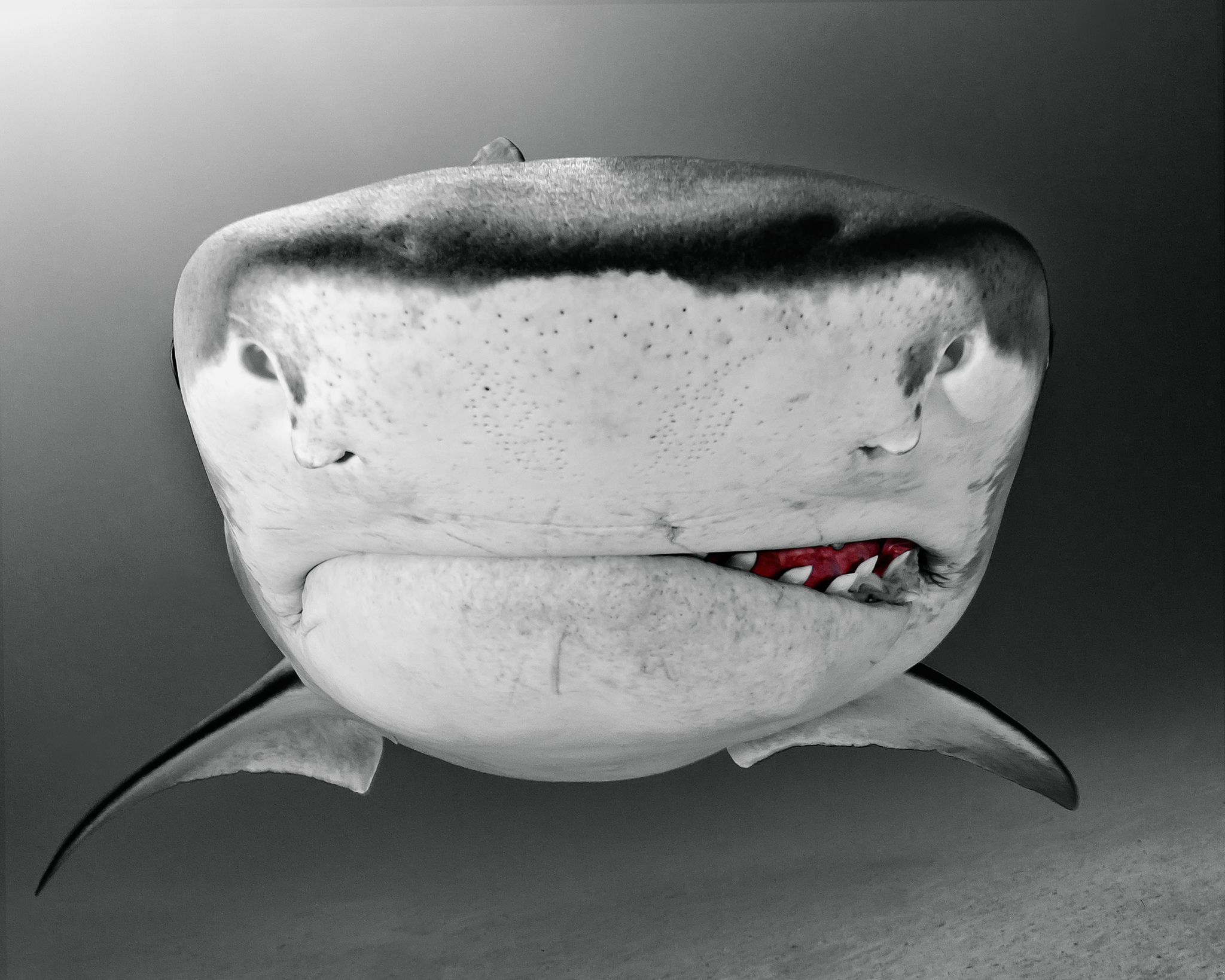 Scary shark. Акула фотограф. Смешная акула. Акула курит.