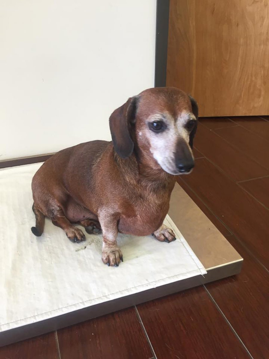 PHOTO: The Dachshund known as "Fat Vincent" has been re-named "Skinny Vinnie" after going from 38 to 17 pounds in eight months.
