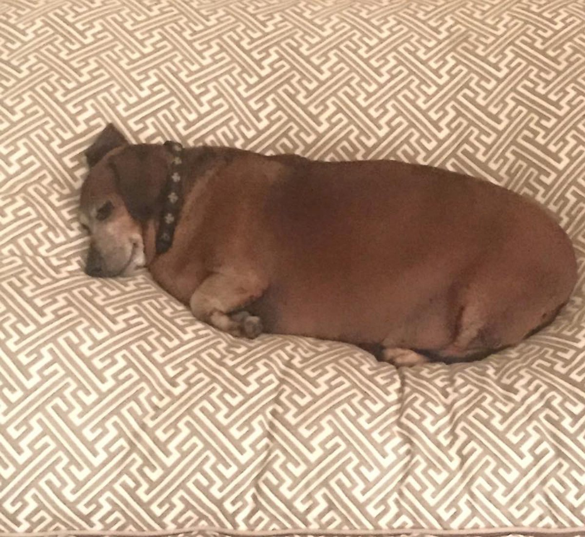 PHOTO: The Dachshund known as "Fat Vincent" has been re-named "Skinny Vinnie" after going from 38 to 17 pounds in eight months.