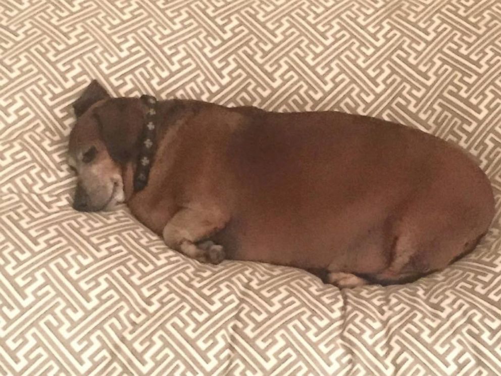 'Fat Vincent' the Dachshund Transformed After Losing More