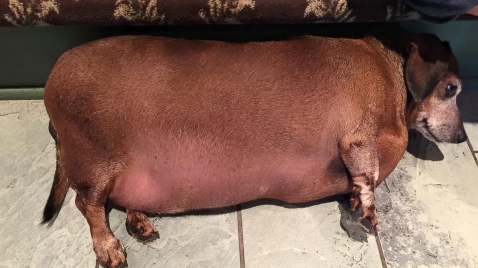 huge fat dog