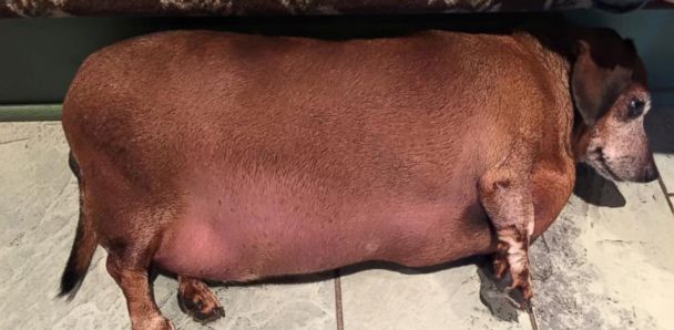 Fat Vincent\' the Dachshund Transformed After Losing More Than Half ...