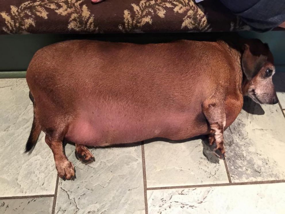Fat Vincent' the Dachshund Transformed After Losing More Than Half His Body  Weight - ABC News