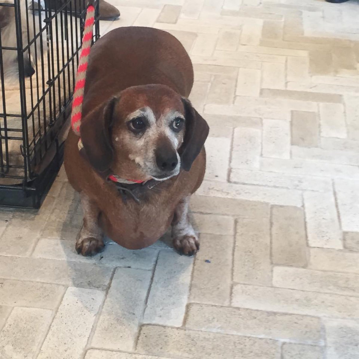 PHOTO: The Dachshund known as "Fat Vincent" has been re-named "Skinny Vinnie" after going from 38 to 17 pounds in eight months.