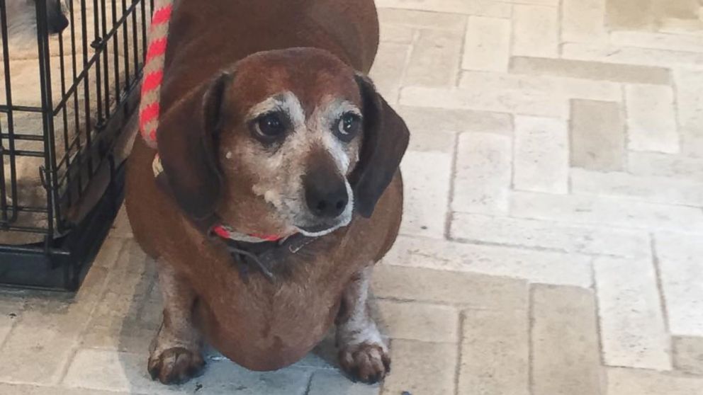 dachshund pierde in greutate
