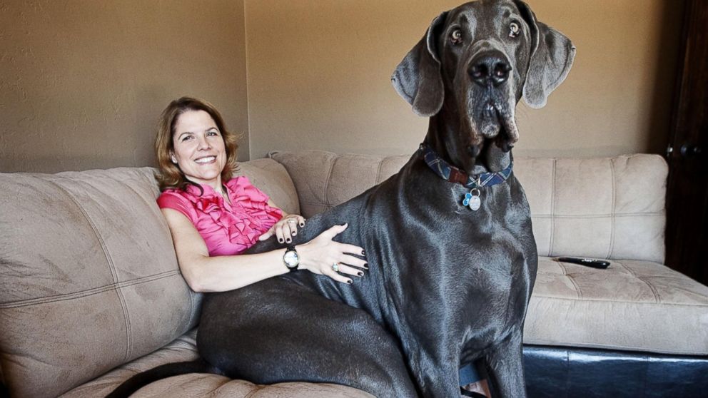 Giant George - The World's Tallest Dog Has Died.