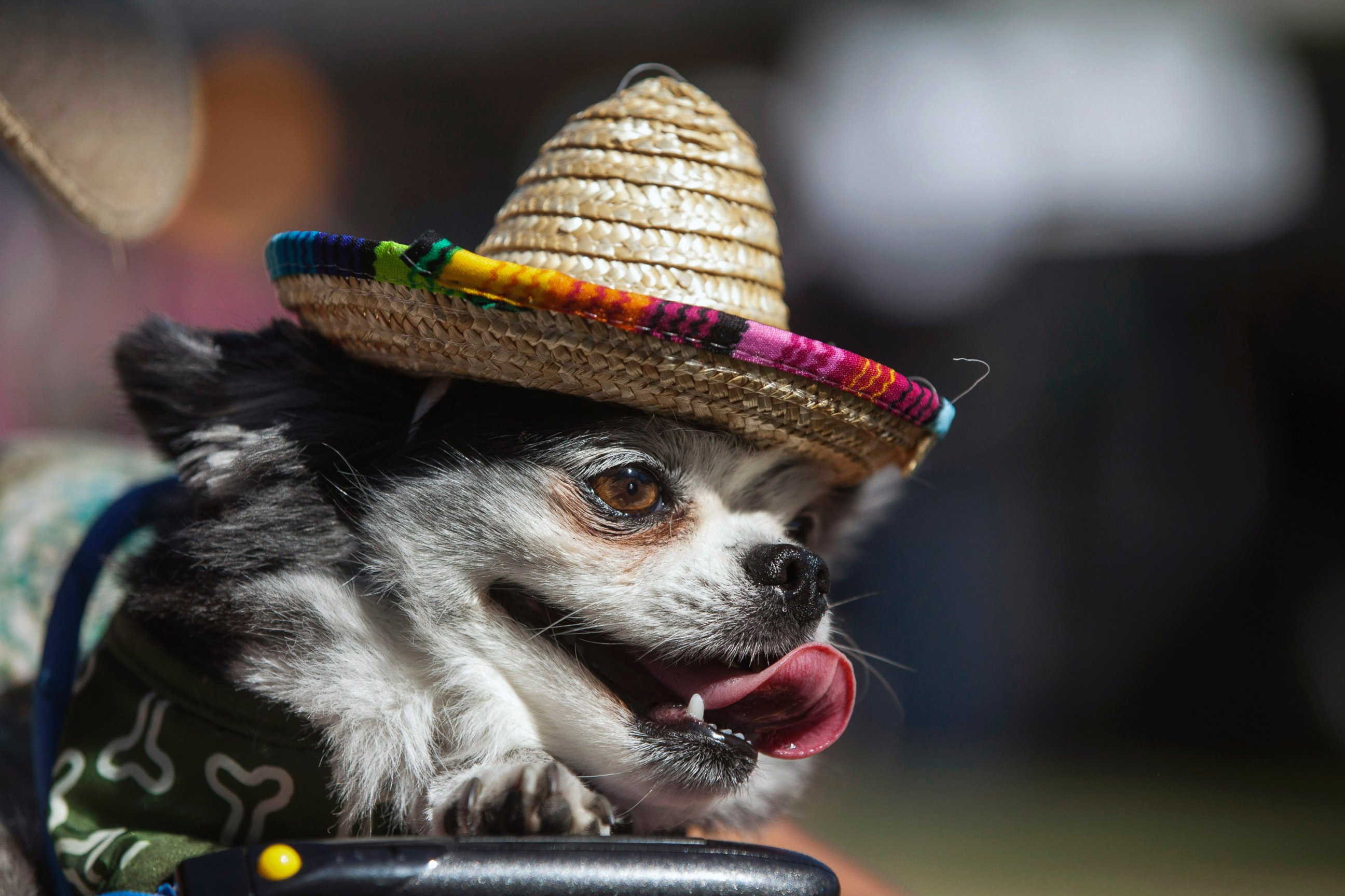 Puppy Power The Running of the Chihuahuas Photos Image 41 ABC News